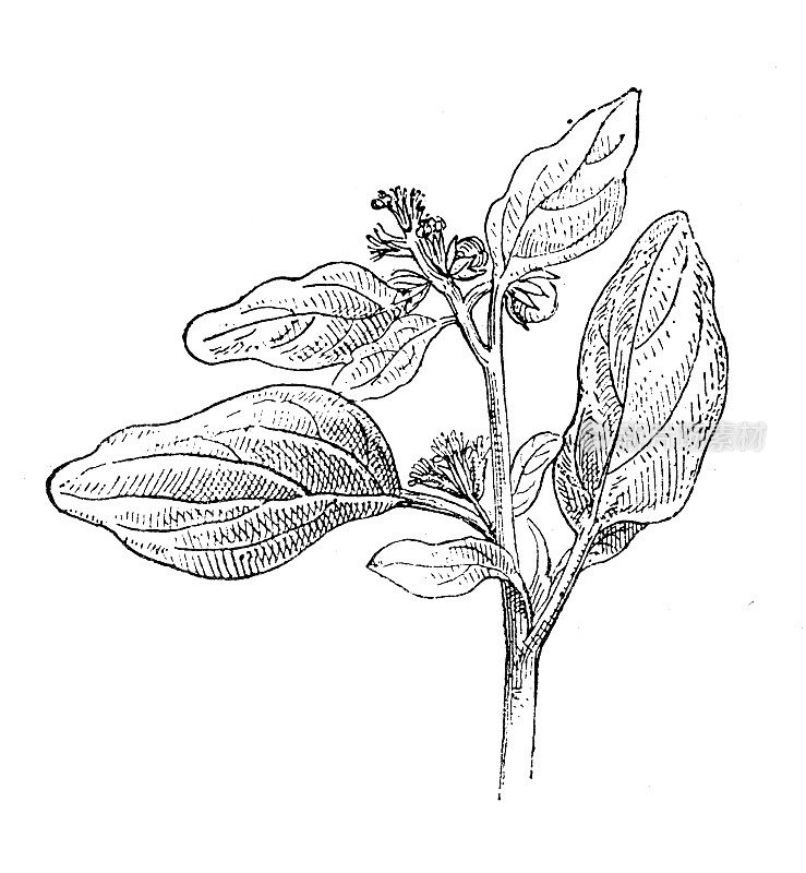古董插画:Chrozophora tinctoria, dyer's croton, giradol, turnsole